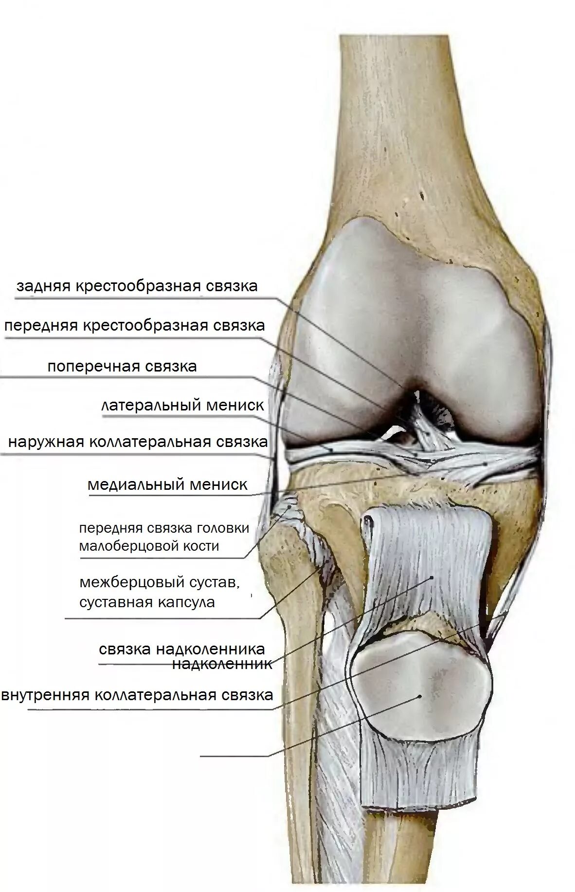 Связка мениска колена