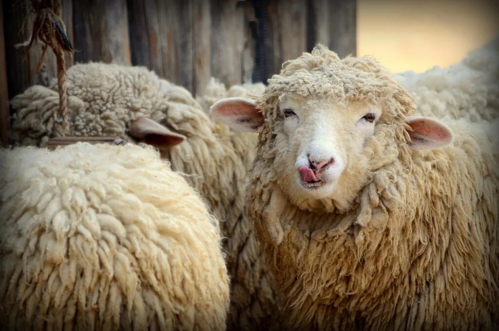 шарыпово контактный зоопарк. кутята алабая. животные шарыпово. зоопарк в шарыпово. животные шарыпово.