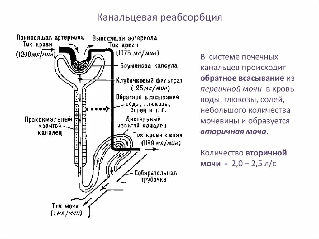 Процессы образования мочи в нефроне