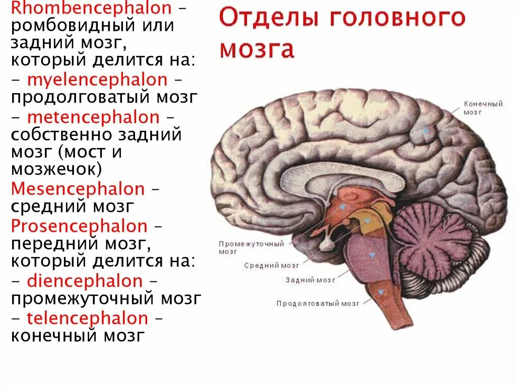 Передний отдел головного мозга. Основные отделы головного мозга. Функции отделов головного мозга. Отделы головного мозга фото. Функции среднего отдела головного мозга человека
