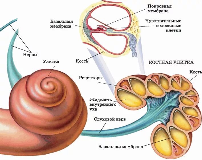 Орган слуха строение улитки. Строение улитки анатомия орган слуха. Слуховой анализатор строение улитки. Строение слухового анализатора анатомия.