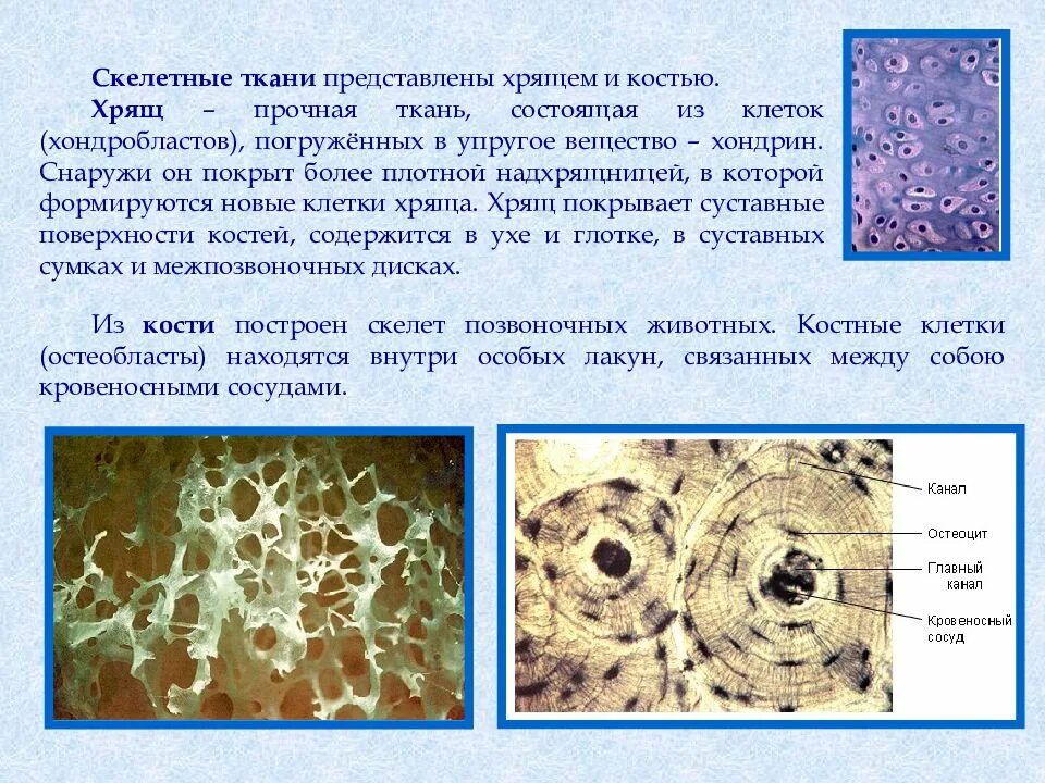 Ткань состоит из клеток и. Скелетная ткань. клетки костной и хрящевой ткани. скелетные ткани хрящевая и костная. хрящевая ткань и костная ткань.