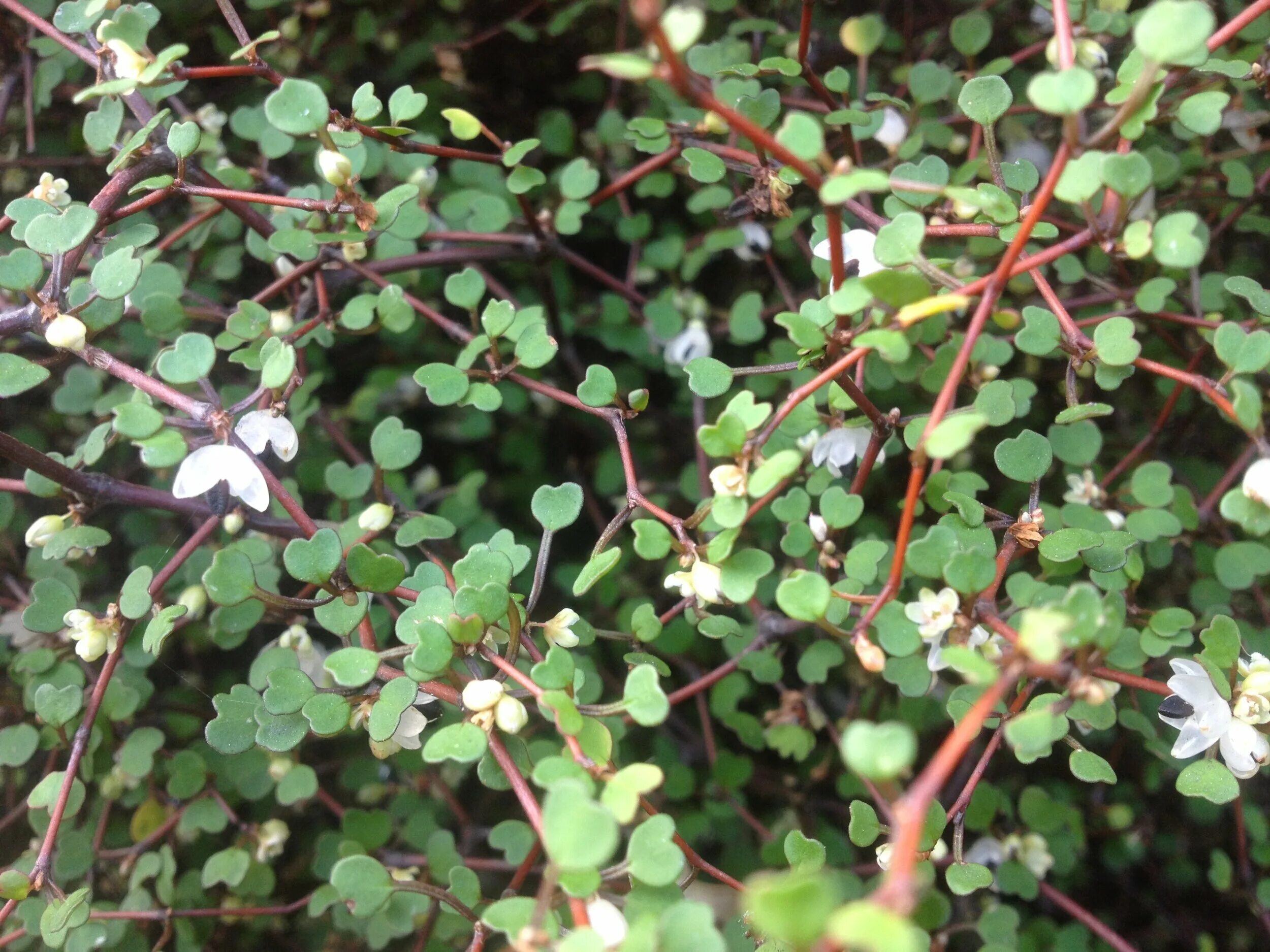 растение с сильно ветвящимся стеблем