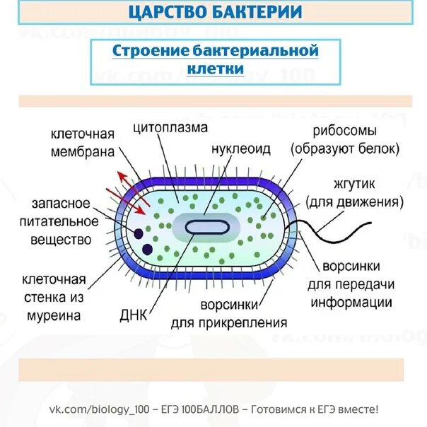 Бактерии ЕГЭ биология. Царство бактерии строение. Бактерии Bio. Бактерии ОГЭ. Биологии бактерии 9