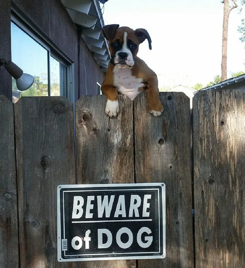 Осторожно, злая собака!. Злая собака на заборе. Собака во дворе. Табличка "злая собака". Вывески во дворе