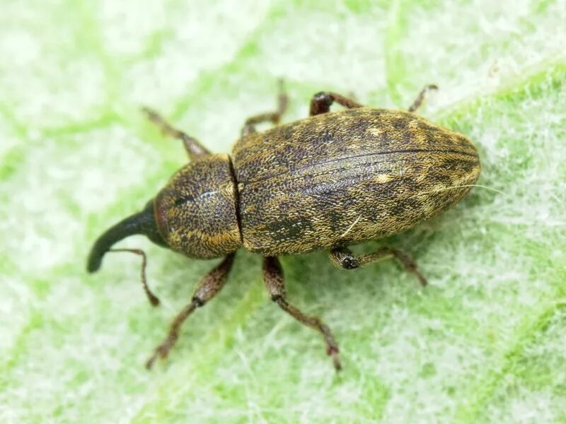 Жук стеторус фото. Oulema melanopus  жук. Жук носорог дупляк. Жук листоед фото. Остров мадагаскар насекомые.