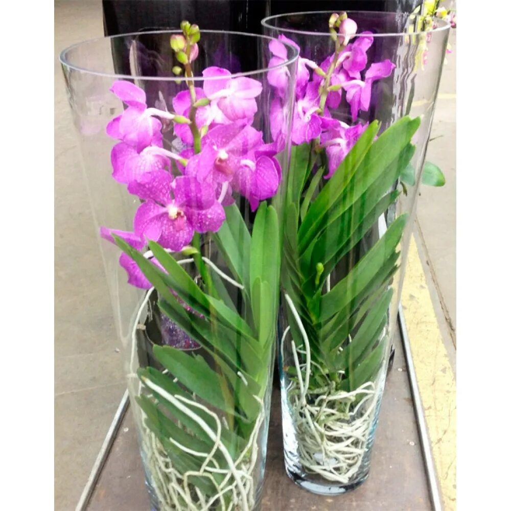 Orchidée Orchid Orchideen Orquidea Vanda for sale on www.orchidee-diffusion.com 