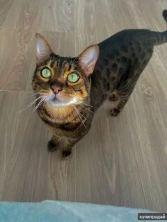 Коты челны
