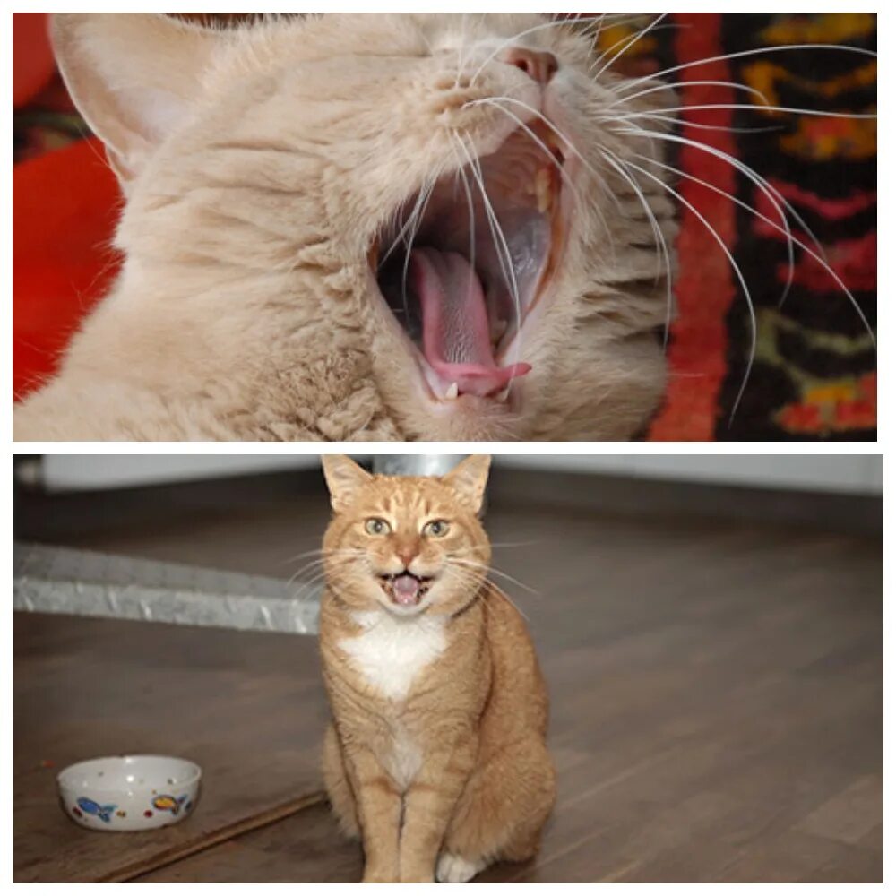 Кот очень долго. Кот орет жрать. кот который не мяукает. кошка постоянно мяукает. орание кота.