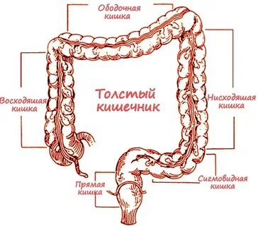 Прямой кишки сколько