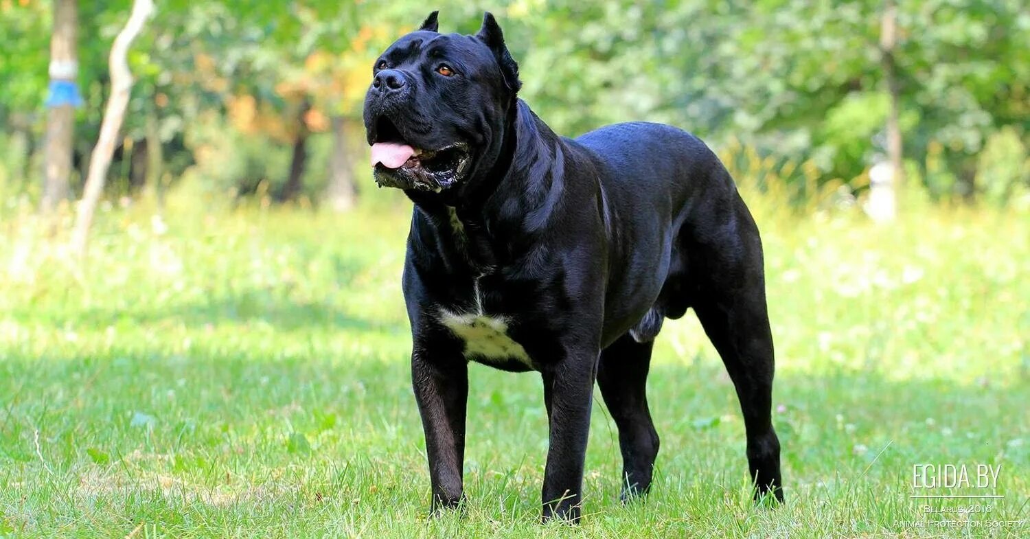 Cane corso бойцовские. Кане корсо. Итальянская порода собак кане корсо. Бойцовские собаки корсо. Кане корсо.