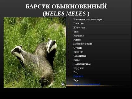 Тест барсук