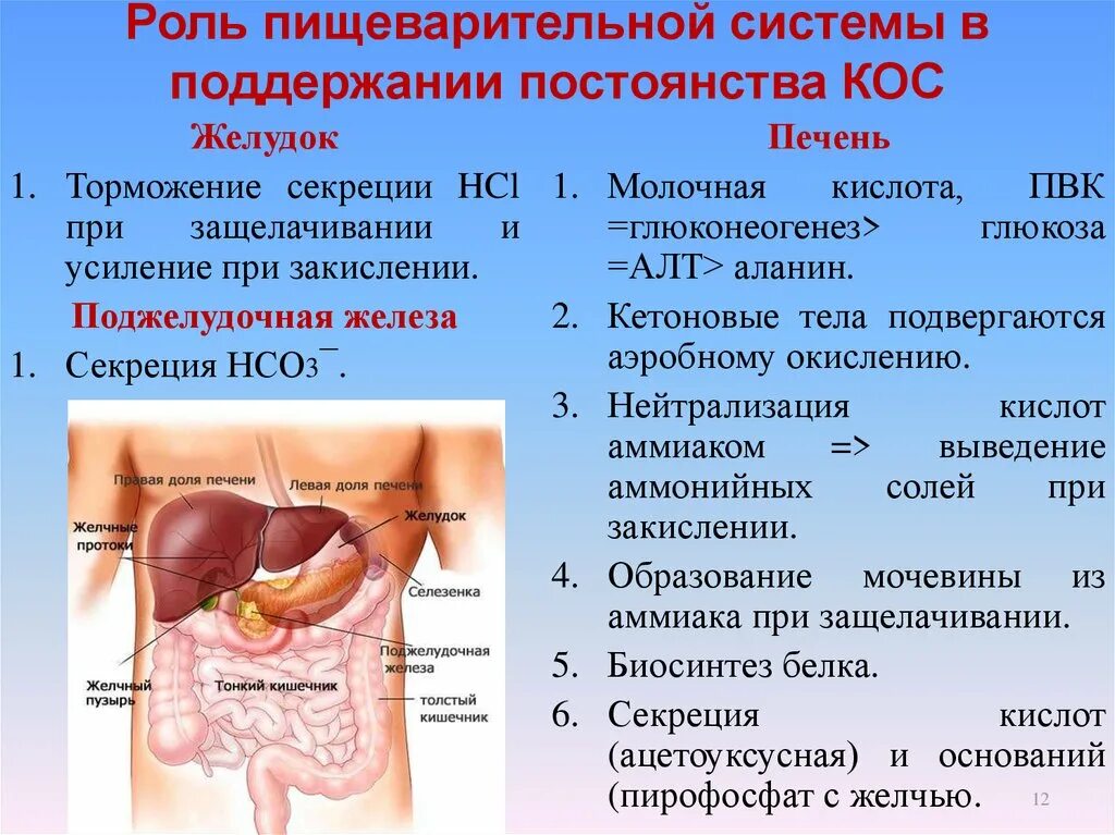 Печень влияет на желудок. Роль пищеварительной системы в организме. Важность пищеварительной системы. Секреция пищеварительной системы. Значение органов пищеварения.