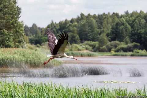 Пушкинские горы 3 дня