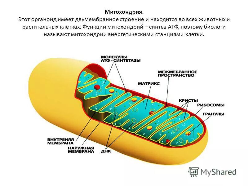 Строение митохондрии. Митохондрии строение органоида. Митохондрии строение и функции. Структура строение функция митохондрии. Митохондрии структура и функции.