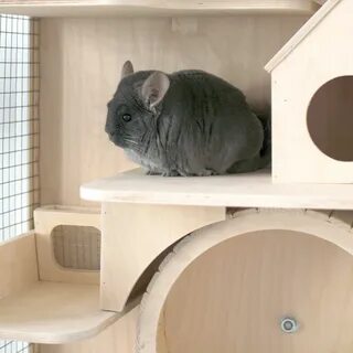 Дом грызунов