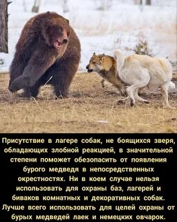 Про шавок