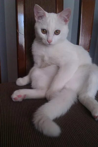 Белые коты глухие или нет. Турецкая ангора альбинос глухой. котенок турецкой ангоры 4 мес. кот альбинос глухой. белые кошки глухие.