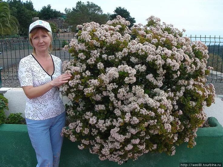 Top 10 Indoor Plants For Vancouver's Climate Crassula ovata, Indoor plants, Plan