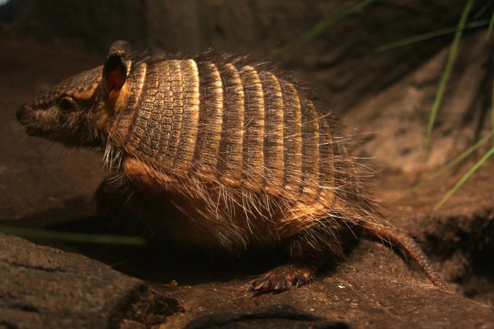 Броненосец южной америки. Броненосец название. Армадилло броненосец. Армадилло животное броненосец. Армадилло животное броненосец.