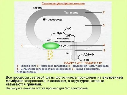 Атф синтезируется в процессе фотосинтеза