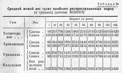 Масса гуся 4 2 15