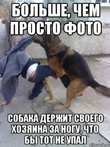 Ненавижу собак. Гребаная собака. картинка ненавижу собак.