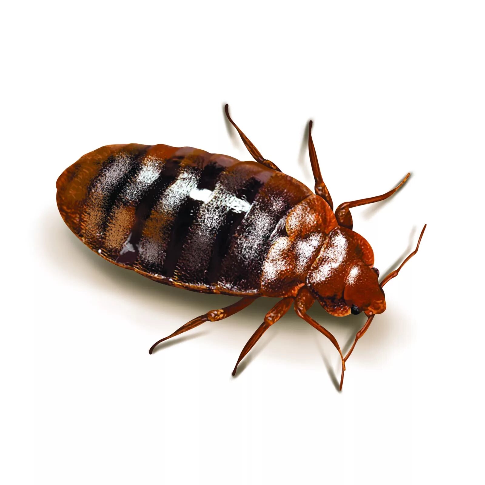 Bug bars