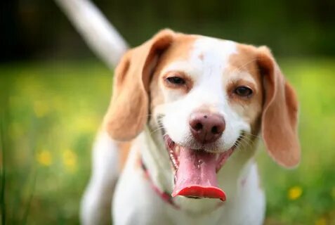 0 dog
