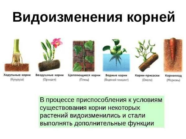 Корни каких растений являются видоизмененными