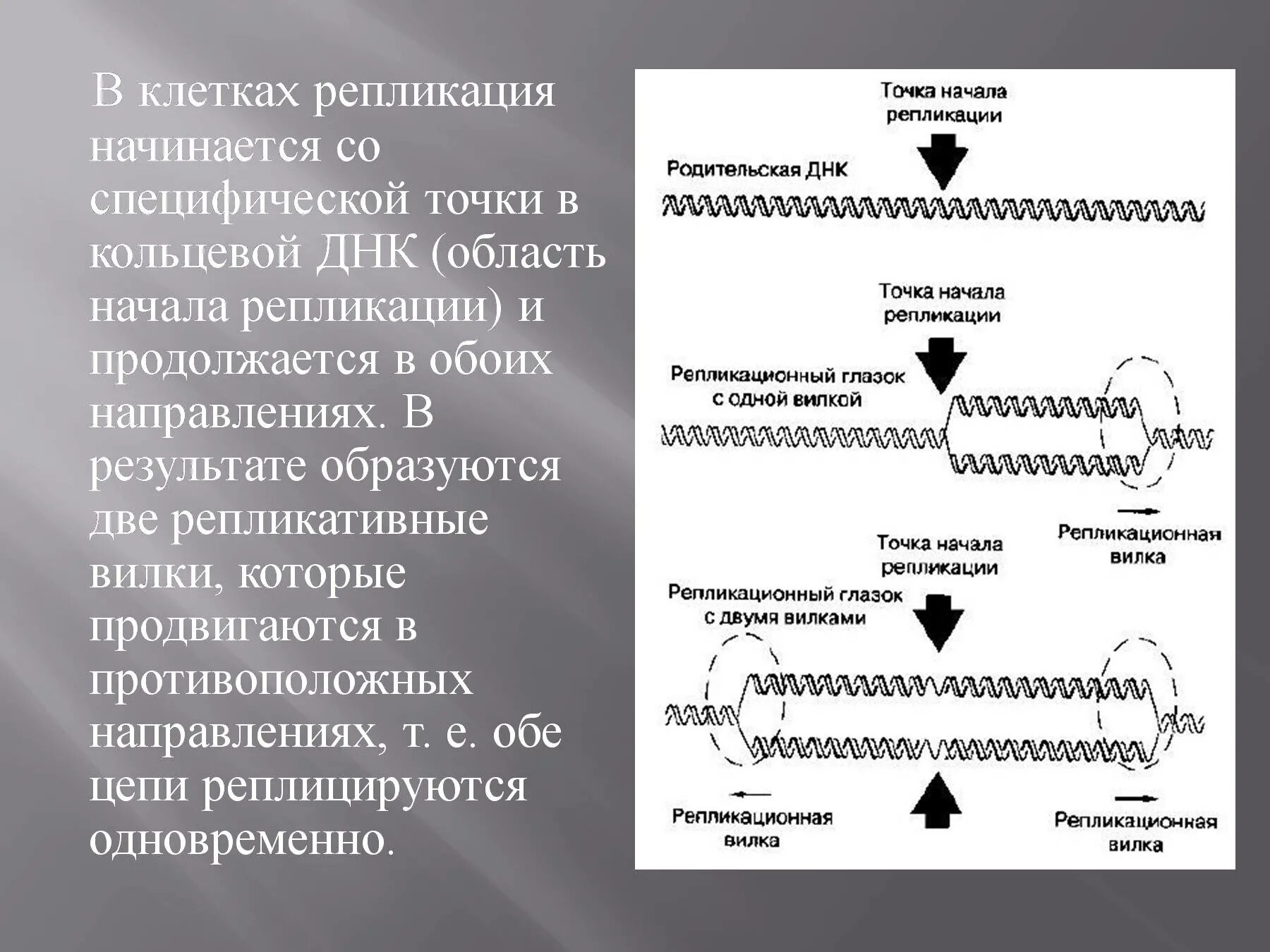 Образование дочерних днк. Репликация молекулы ДНК. Этапы репликации молекулы ДНК. Мономеры репликации ДНК. Репликация ДНК биология.