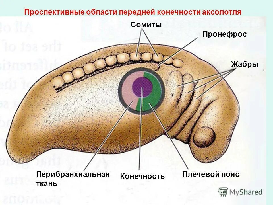 Пронефрос строение. Ножка сомита. Ые сомиты.