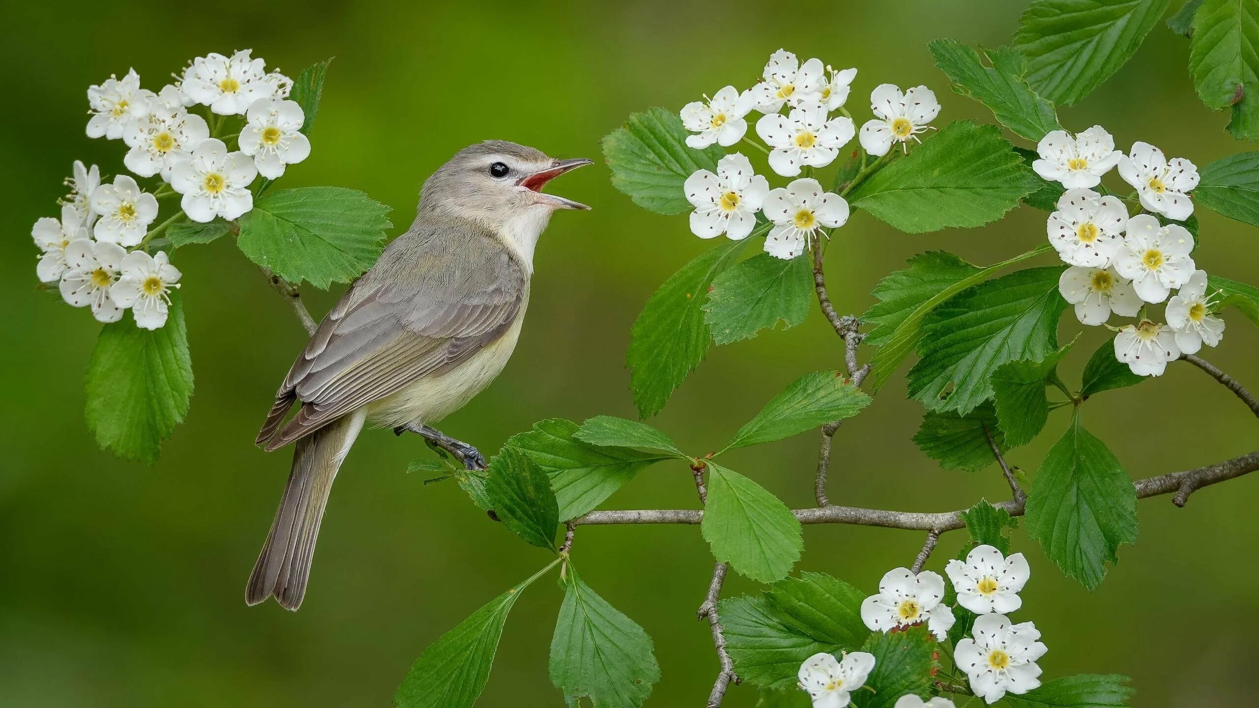 Звук весеннего пения птиц. Весенняя певчая птичка. Соловей весной. Птица в цветущем саду.