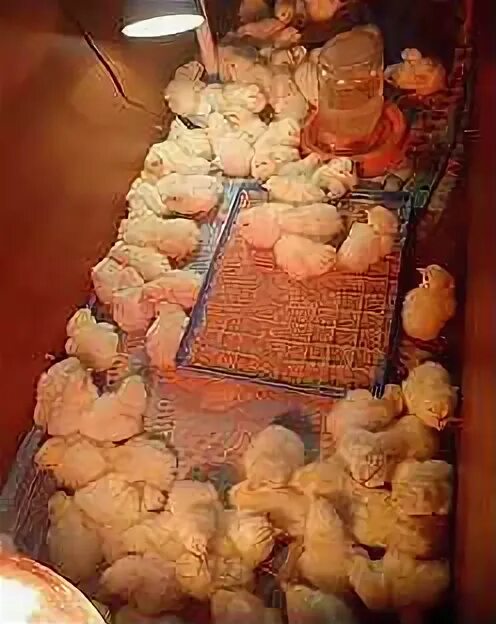 Купить цыплят в курске