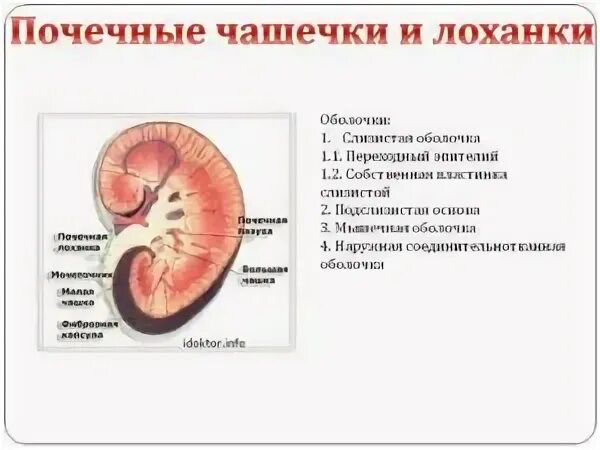 Строение почки чашечка лоханка. Почечная лоханка строение. Строение стенки почечных чашек. Лоханка почки анатомия.