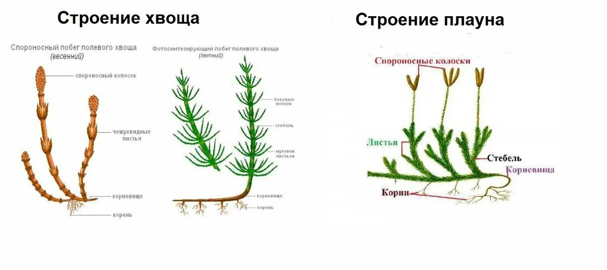 Два типа побегов. Споры плауна строение. Отличие хвощей от плаунов. Спороносный колосок плауна. Побег плауна.