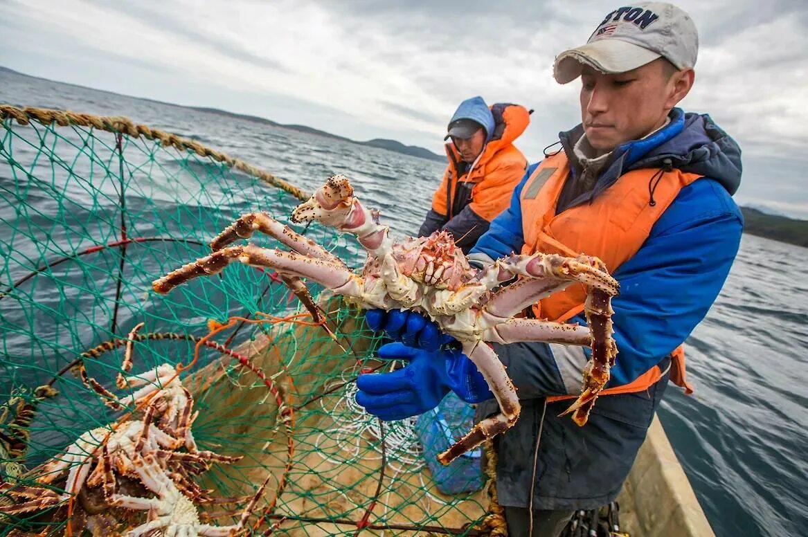 Производство крабов. Камчатский краб Охотское море. Краболовы Охотское море. Крабы Охотского моря. Камчатский краб в Охотском море.