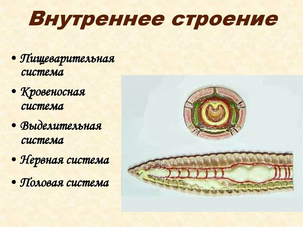 Тип симметрии кольчатые. Кольчатые черви строение выделительная система. схема строения выделительной системы кольчатых червей. мезентерий у кольчатых червей. тип кольчатые черви выделительная система.