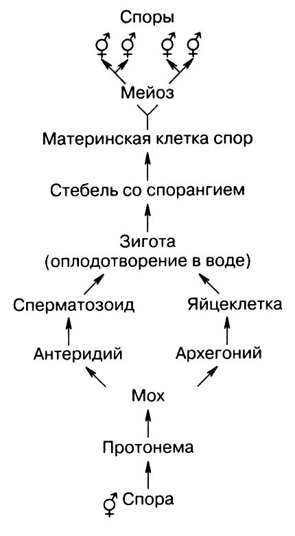 Жизненный цикл споровых растений схема. Схема цикла развития плаунов редукционное деление. Цикл размножения споровых растений. Цикл развития высших растений схема.