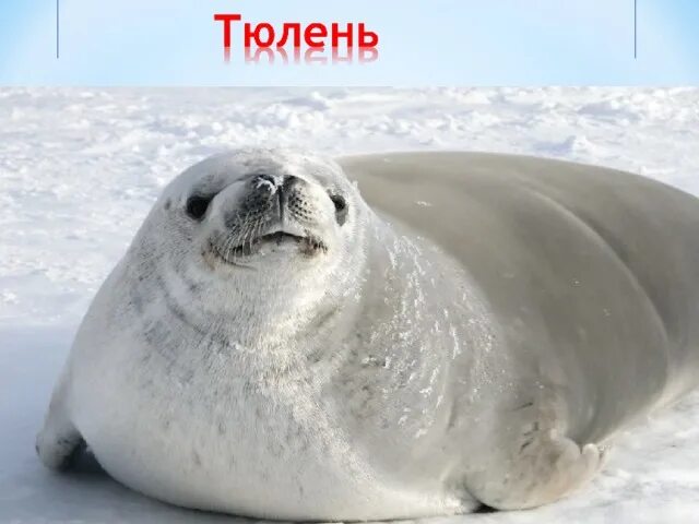 Животные антарктиды фото Best Wildlife Photos, Prints, Animal Pictures, Buy Prints, Gallery -- National G