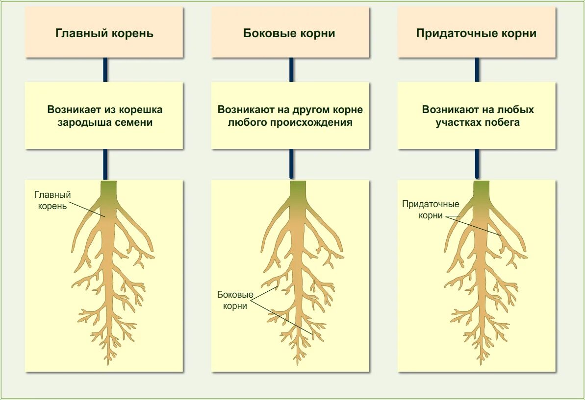 Строение корневой системы растений. Корневая система растений 6 класс биология. Типы корневых систем биология.