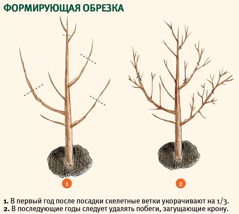Когда открывать абрикос после зимы. Обрезать абрикос весной. формировка абрикоса. абрикосы дерево обрезка схема. обрезка плодовых деревьев весной абрикос.