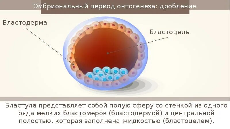 Бластодерма зародыша