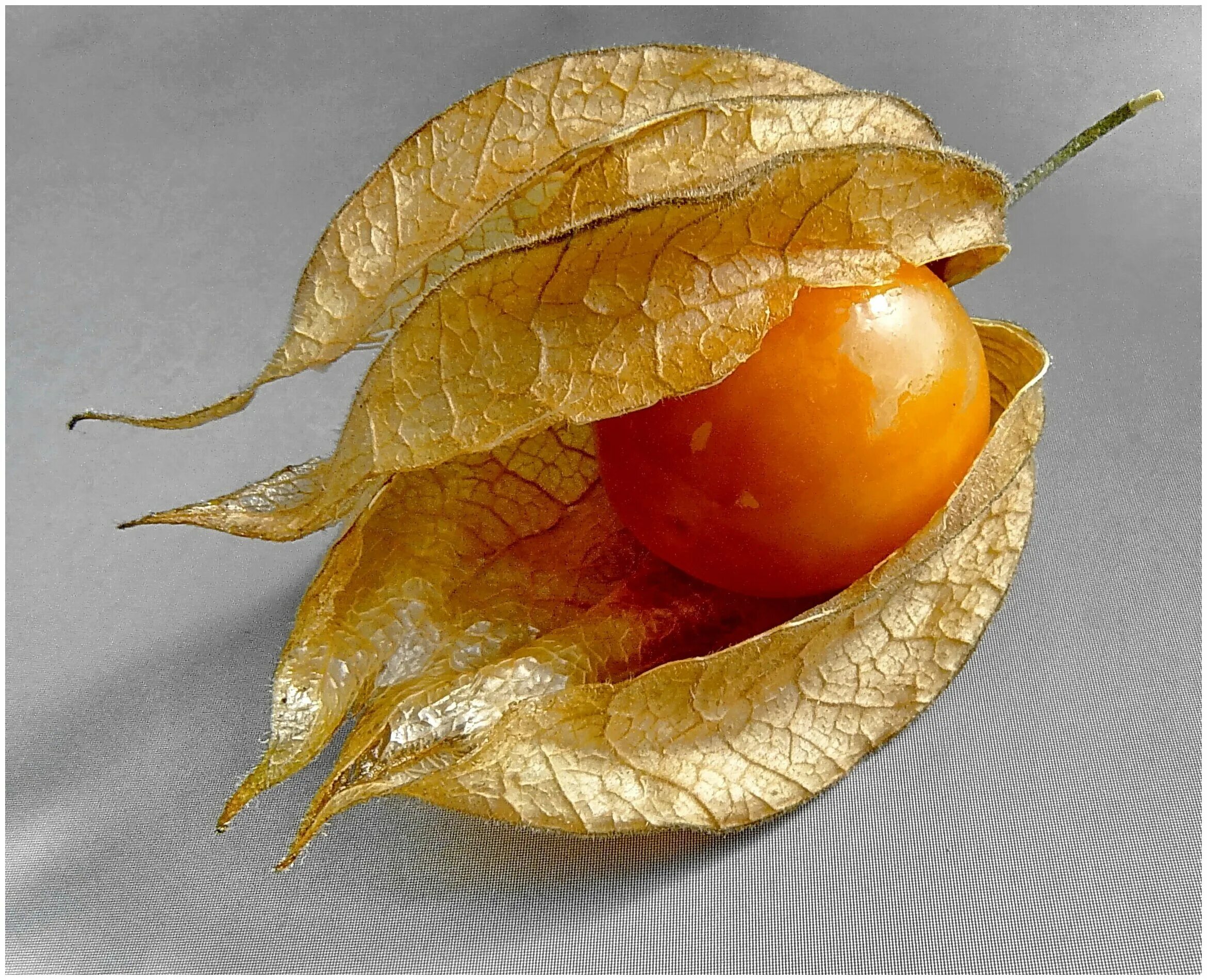 семена физалис земляничный. физалис дурман. физалис растение. физалис красный. физалис огородный.