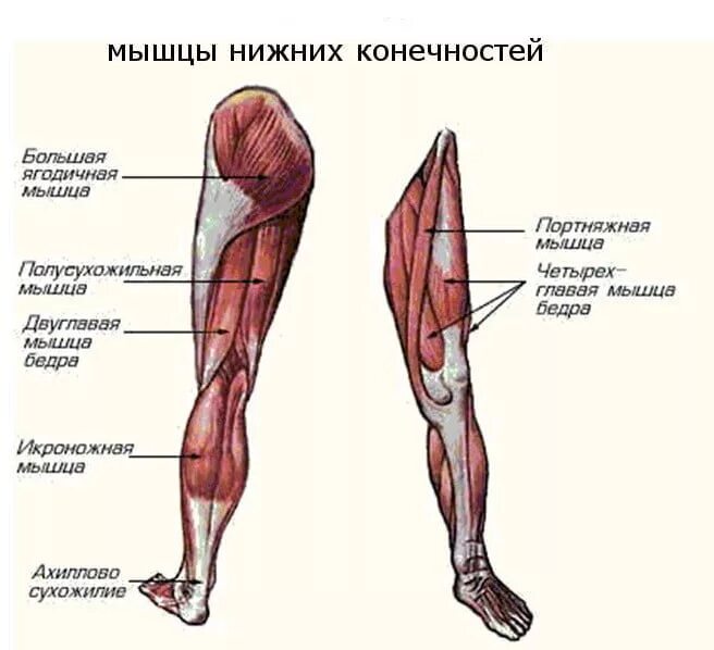 Мышцы нижней конечности бедра
