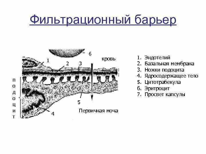 Структуры фильтрационного барьера почки. Фильтрационный барьер почки состоит. Нефрон состав фильтрационного барьера. Строение фильтрационного барьера почечного тельца. Базальная мембрана функции