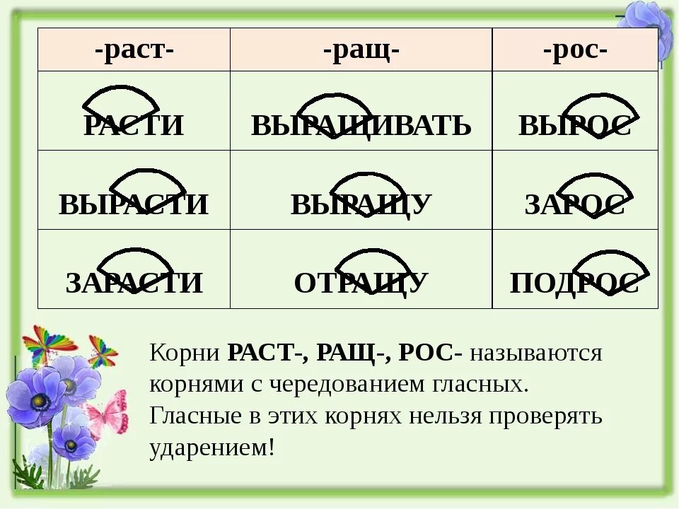 Корень ращ примеры