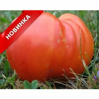 Томат владыка отзывы