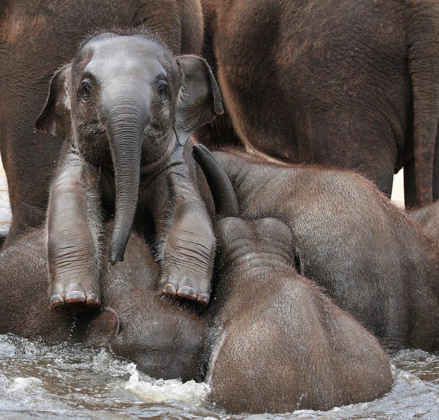 Elephant child. Слоненок. Слон с детенышем. Милые слоны. Маленький Слоник.