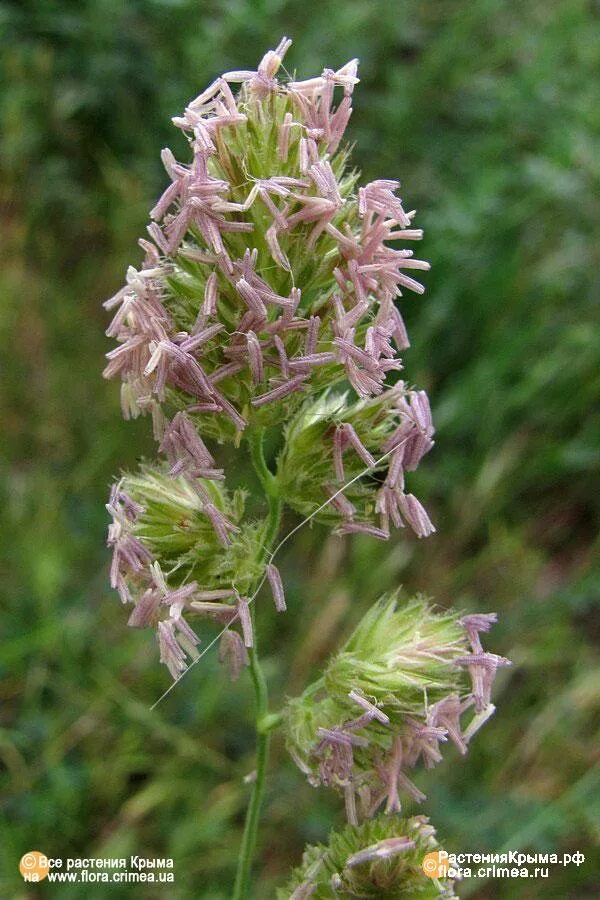 Ежа злак. Dactylis glomerata. Ежа сборная (Dactylis glomerata) "variegata" семена. Трава ежа сборная. Соцветие метелка ежа сборная.